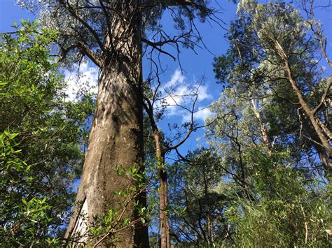 kalatha giant tree walk|10 Best Trails and Hikes in Toolangi .